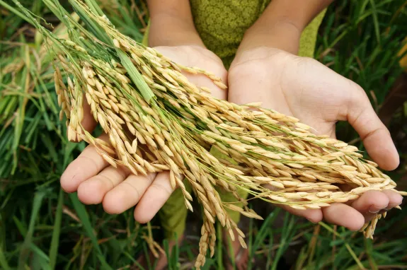 hands holding wheat